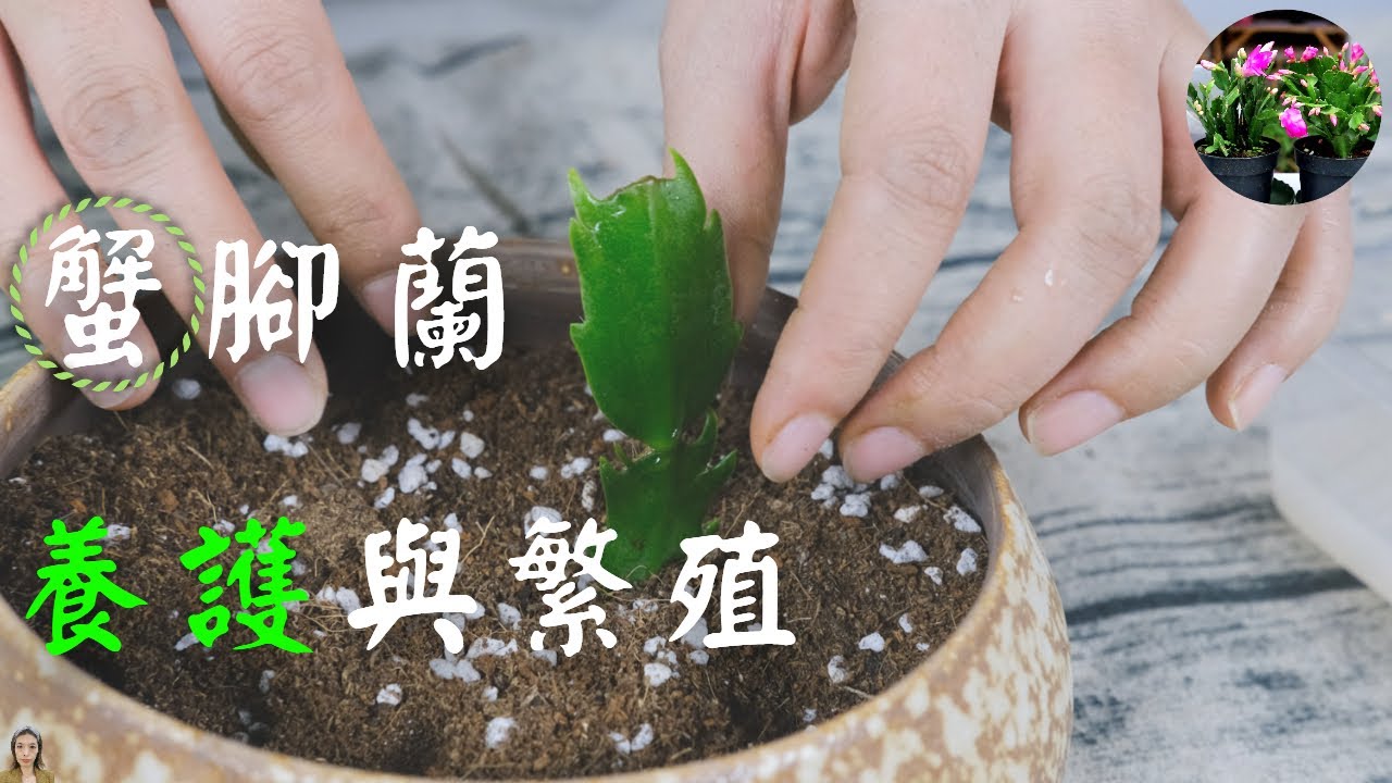 蟹爪兰养护与繁殖最全干货,只要做到7要点,一盆变多盆|花开100朵永远开不完|花花世界