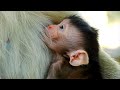 Newborn monkey very thankful mom for milk