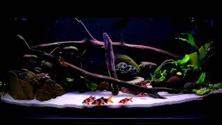 Paceful and Hungry Fishes #fish #home #beautiful by Think About 80 views 5 months ago 2 minutes, 58 seconds