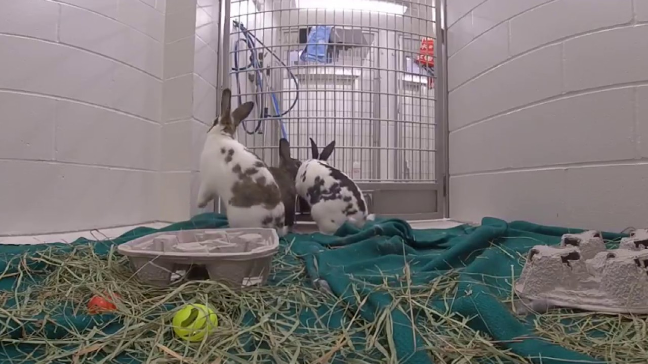 Rabbits at Minneapolis Animal Care and Control YouTube