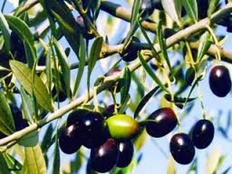 تفسير حلم رؤية الزيتون وشجر الزيتون فى المنام Olive Youtube