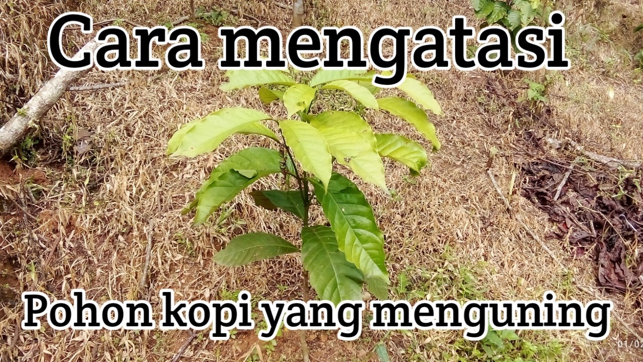Cara mengatasi pohon yang kuning