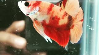 Ikan Cupang Hias Jenis Plakat Nemo