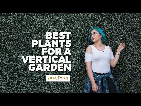 Video: Living Wall Garden - Creazione di un muro vivente di piante per interni