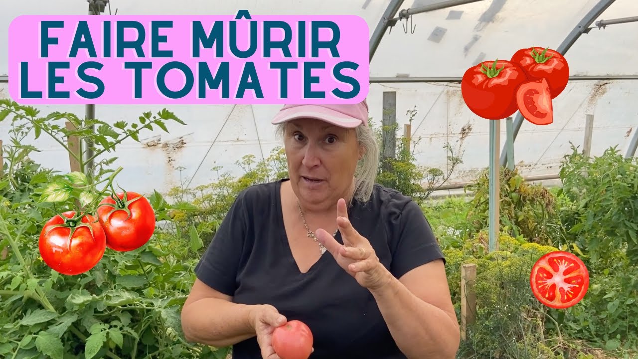 Comment faire mûrir les tomates? - capsule horticole