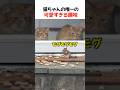 猫ちゃんの唯一の可愛すぎる趣味