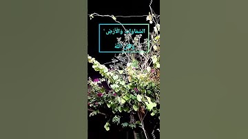 #قران_كريم #قرآن #قرآن_كريم #قرآن_الصباح #سورة_النساء : يَا أَيُّهَا النَّاسُ قَدْ جَاءَكُمُ