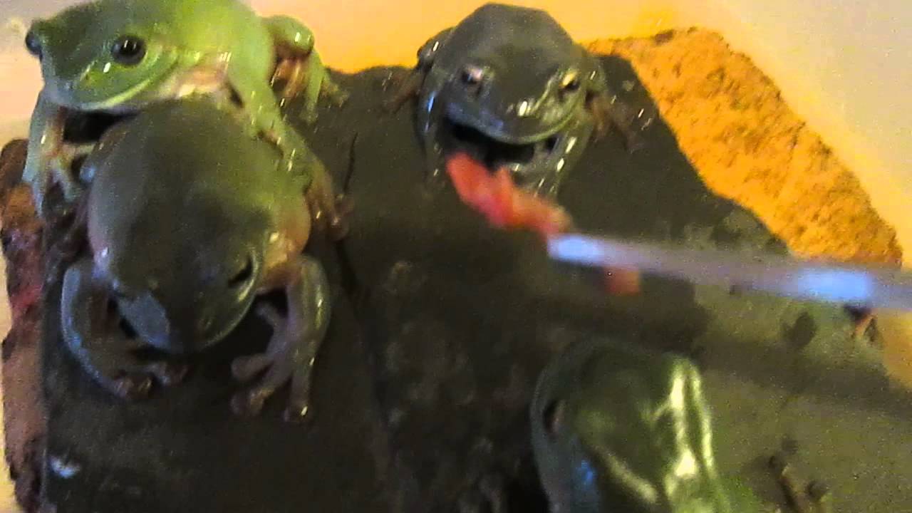 trademark meaning Frogs show what it is like to eat before doing a reptile show in Melbourne
