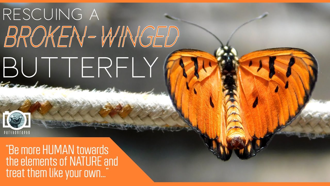 Butterfly Rescue BUTTERFLY RESCUE || Taking Care of Nature when Nature itself is in ...
