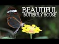 The Beautiful Butterfly House