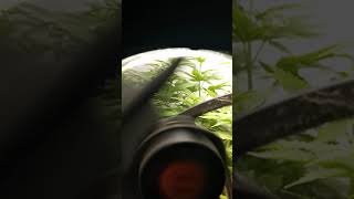 Update:Week 6-Day 3-White Cheddar Autoflower.