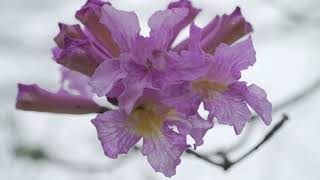 La Época De Los Lapachos