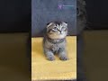 Meet Voron: Gentle Black Ticked Tabby Scottish Fold with Endless Love &amp; Charm 🖤🐾 #ScottishFold