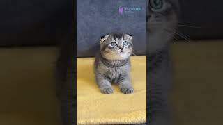Meet Voron: Gentle Black Ticked Tabby Scottish Fold with Endless Love &amp; Charm 🖤🐾 #ScottishFold