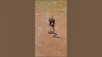 Cobra Snake V/S Mongoose