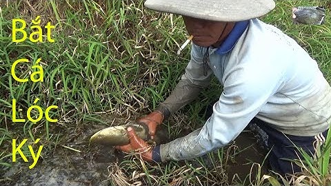 Thu hoạch cá lóc đồng khủng trên ruộng cá đựng bằng bao lúa | Catch fish