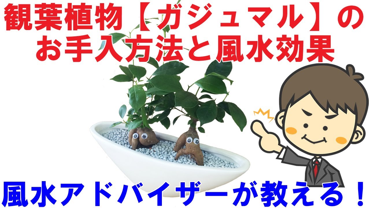 √ダウンロード トイレ 風水 観葉 植物 309573 Saesipjoshlkw