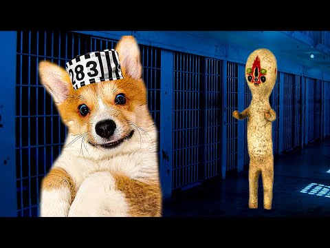 Побег из SCP тюрьмы!! (Корги Коржик) Говорящая собака