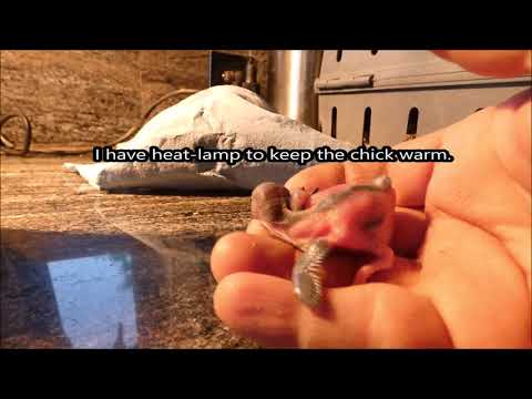 Baby House Sparrow
