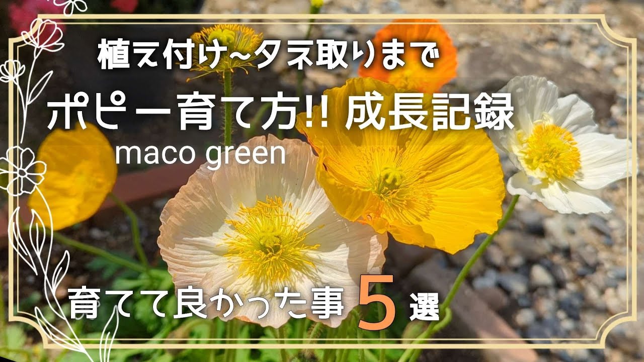 【成長記録】植え付け~種取りまで・ポピー育て方・種取り面白いよよ😆