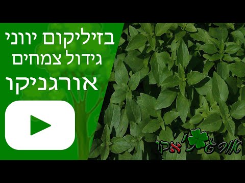 וִידֵאוֹ: בזיליקום בעל עלים מנטה