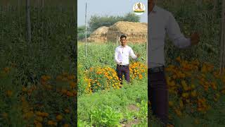 how to use trap crops for pest control ll ऐसे करें जाल फसलों का उपयोग किट नियंत्रण के लिए ।।