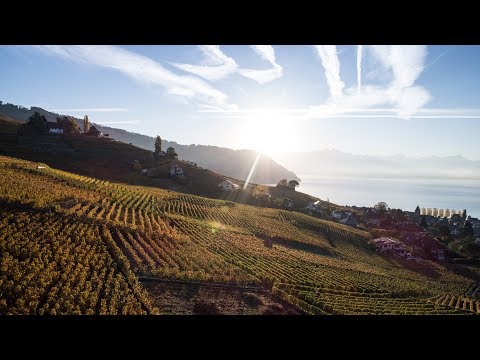 automne vignoble Lavaux