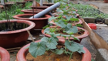 Kĩ thật trồng dưa lưới hữu cơ trong chậu p2: trộn giá thể và trồng cây vào chậu
