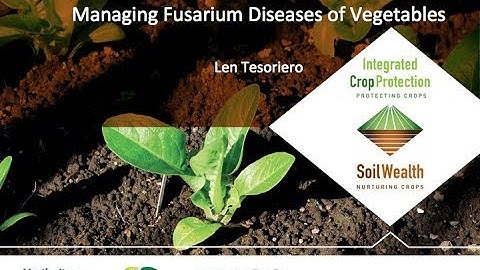 Fusarium wilt management in vegetables with Dr Len Tesoriero