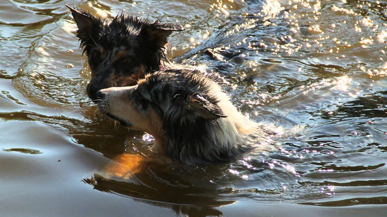 hundstage hundstage