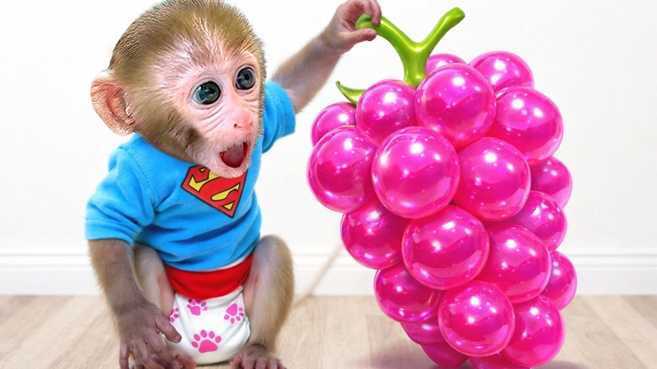 Monyet Bon Bon Imut memanen semangka di kebun dan membuat jus