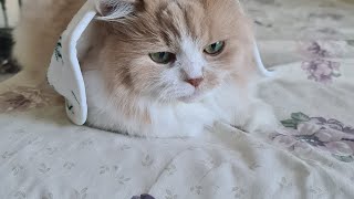 i am sick mimi life style by Cat life 224 views 3 days ago 1 minute, 15 seconds