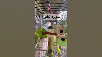 #سورة_غافر #قرآن #عبدالباسط_عبدالصمد #مصر #الفراعنة #اكسبلور #طيور #البادجي #quran #birds #budgies