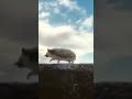 А ёжики ебуца 
