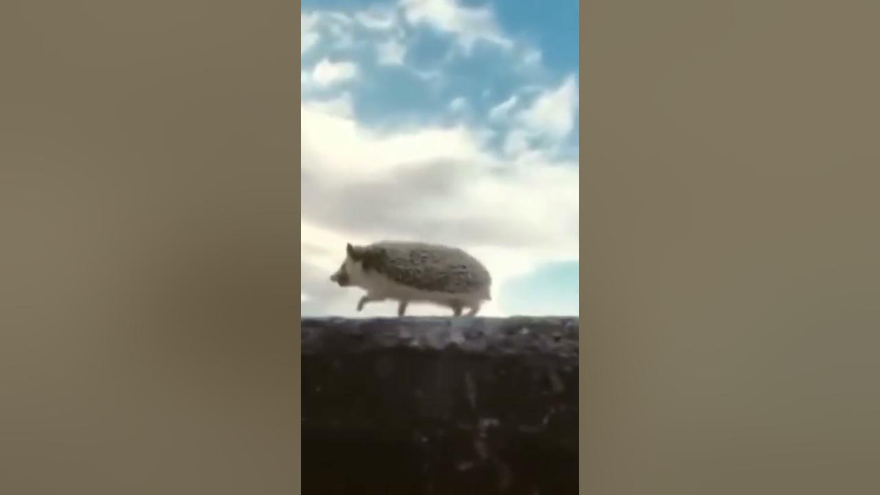 А ёжики ебуца - YouTube