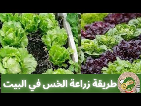 زراعة انواع الخس في البيت باسهل طريقة بدون مبيدات ولا تعقيدات   