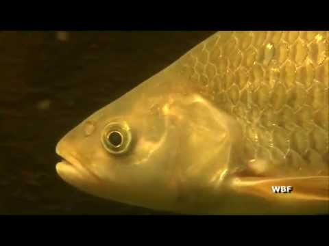 Video: Fischarten und ihre Lebensräume