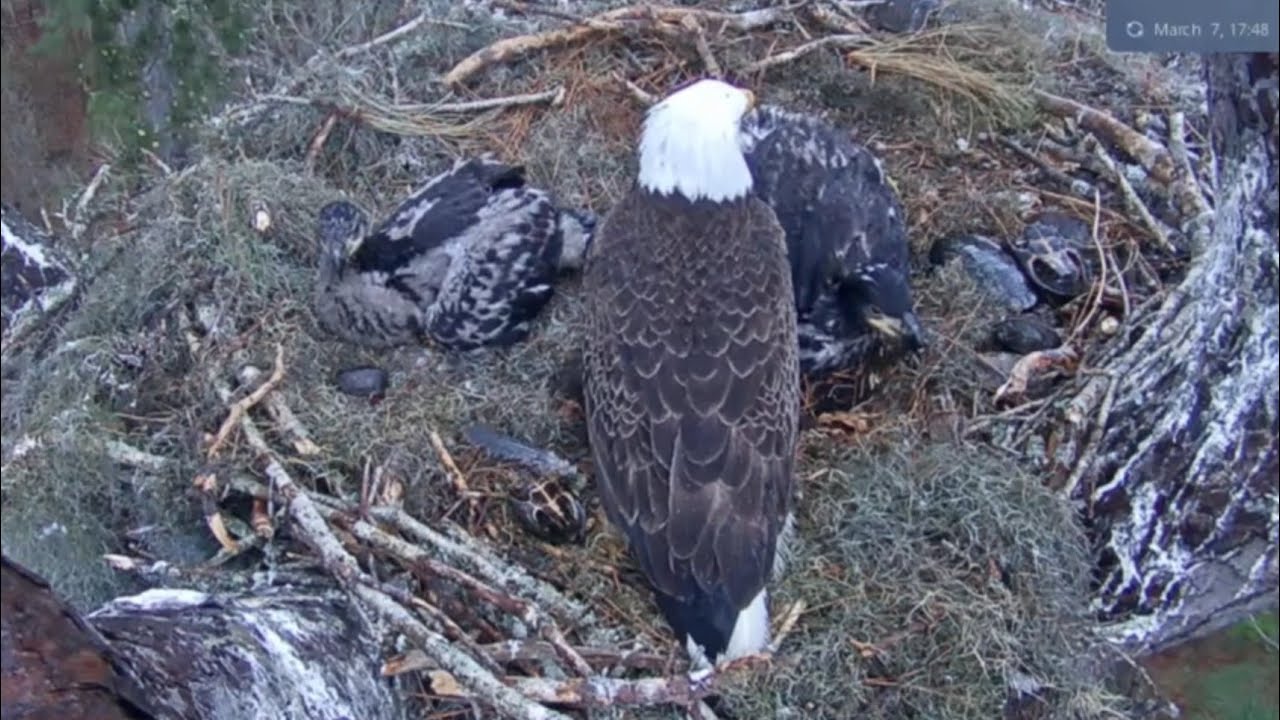 Mom returns home and sits near the eaglets | Kisatchie National Forest E-1 | Mar 7, 26