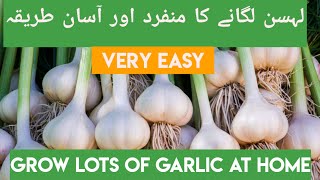 How to grow Garlic in water | Full guide #gardening #gardeningtips #organicgardening #youtubeshorts