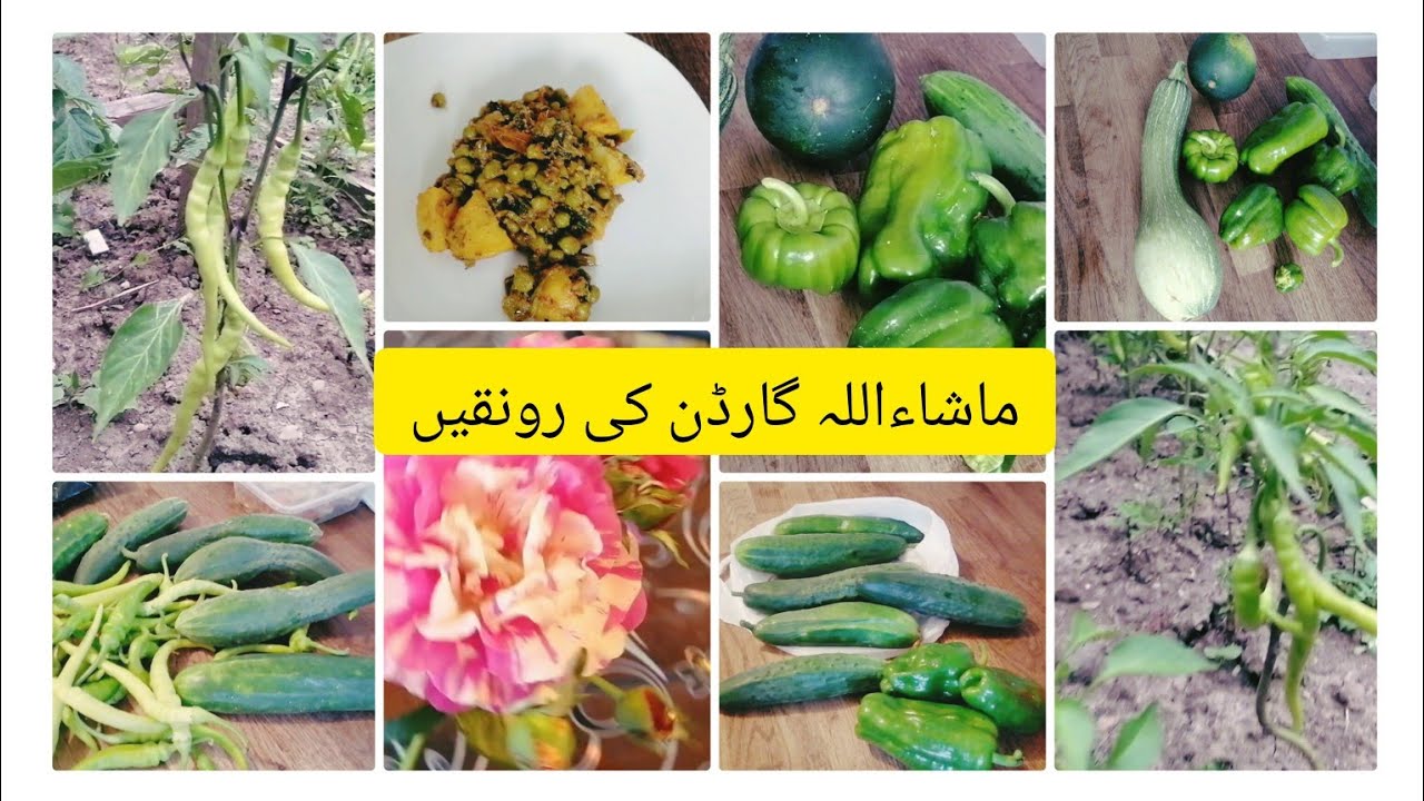 Mongry Aloo ,Matar or Mongry(مونگرے) Ki zabardast delicious sabzi /Beautiful ...