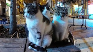КОТИКИ ИЗРАИЛЯ | уличные кошки и коты Израиля