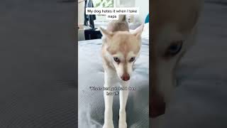 Mini Husky Hates When Owner Takes Naps