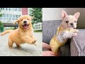 Baby Dogs - Cute and Funny Dog Videos Compilation #56 | Aww Animals