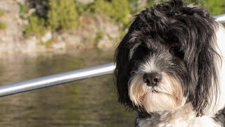 The Portuguese Water Dog vs the Nova Scotia Duck Tolling Retriever: A Comparison