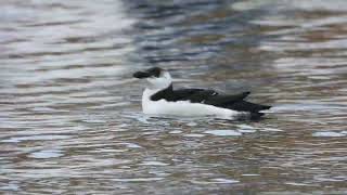 Razorbill, Gazza marina (Alca torda)