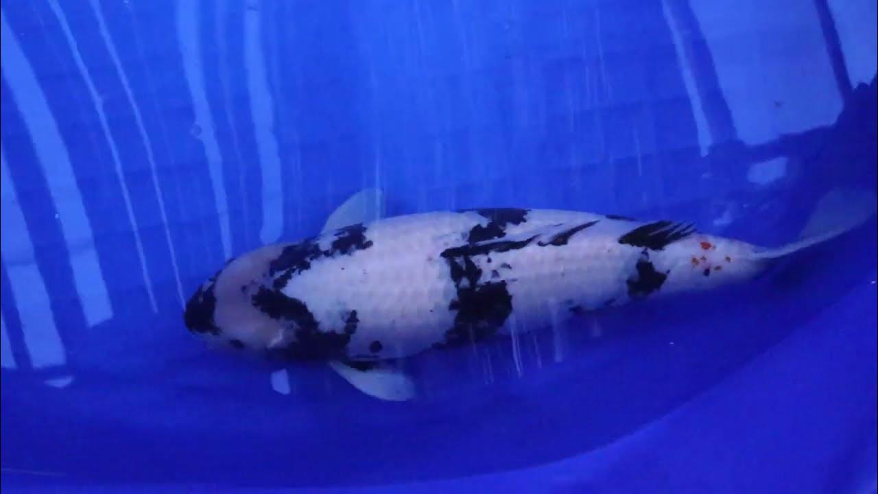 【大型鯉】面迫養鯉場産 白写り 80cm YouTube 【大型鯉】面迫養鯉場産 白写り 80cm YouTube