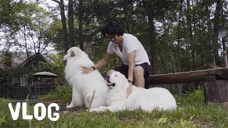 【Vlog】ルンルンは足が少し弱ってきました　Great Pyrenees　グレートピレニーズ