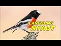 Masteran Tembakan Rapet Burung Cendet Paling Di Cari Juri Mp3 - Mp4 Download