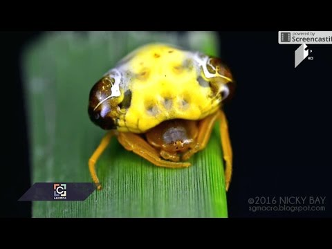 მეცნიერებმა კიდევ ერთი უნიკალური სახეობის ობობა აღმოაჩინეს