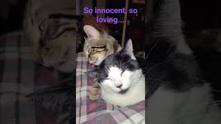 My Possessive #Kitten Keeps My #Cats Away in A Smooth Way